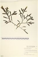 登錄號:A00006515藏品圖，第1張