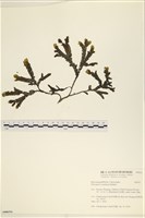 登錄號:A00006516藏品圖，第1張