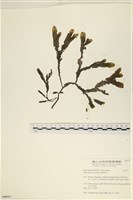 登錄號:A00006517藏品圖，第1張