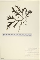 登錄號:A00006518藏品圖，第1張