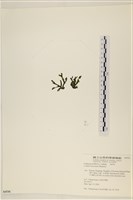 登錄號:A00006536藏品圖，第3張