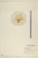 登錄號:A00006537藏品圖，第3張
