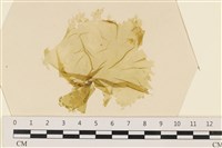 登錄號:A00006537藏品圖，第1張