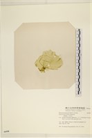 登錄號:A00006538藏品圖，第3張