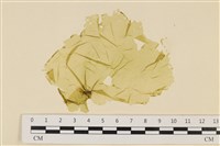 登錄號:A00006538藏品圖，第1張