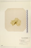 登錄號:A00006540藏品圖，第3張