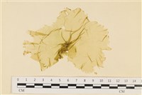 登錄號:A00006540藏品圖，第1張