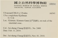 茶花石蓴, 牡丹菜藏品圖，第2張