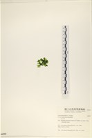 茶花石蓴, 牡丹菜藏品圖，第3張