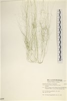 登錄號:A00006545藏品圖，第1張