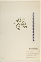 登錄號:A00006546藏品圖，第3張