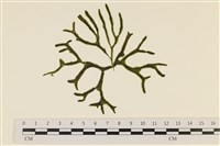 登錄號:A00006546藏品圖，第1張