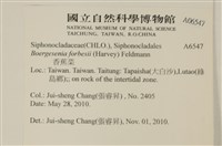 曲玉藻, 香蕉菜, 玉茄藻藏品圖，第2張