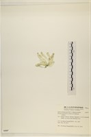 曲玉藻, 香蕉菜, 玉茄藻藏品圖，第3張