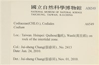 登錄號:A00006549藏品圖，第2張