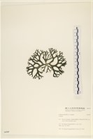 登錄號:A00006549藏品圖，第3張