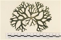 登錄號:A00006549藏品圖，第1張