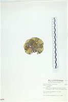 登錄號:A00006550藏品圖，第3張