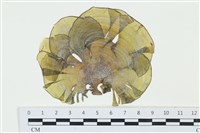 登錄號:A00006550藏品圖，第1張