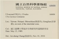 大石蓴, 石蓴藏品圖，第2張