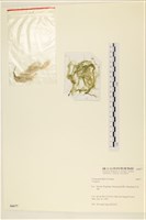 登錄號:A00006677藏品圖，第3張