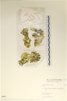 登錄號:A00006678藏品圖，第1張
