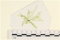 登錄號:A00006683藏品圖，第1張