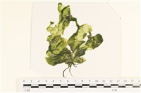 登錄號:A00006684藏品圖，第1張