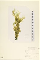 登錄號:A00006688藏品圖，第1張