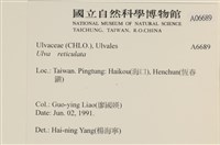 網石蓴藏品圖，第2張