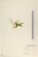 網石蓴藏品圖，第3張