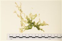 網石蓴藏品圖，第1張