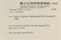 網石蓴藏品圖，第2張