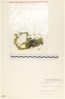 網石蓴藏品圖，第1張