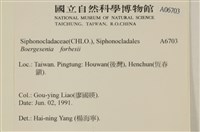 曲玉藻, 香蕉菜, 玉茄藻藏品圖，第2張
