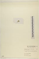 曲玉藻, 香蕉菜, 玉茄藻藏品圖，第3張