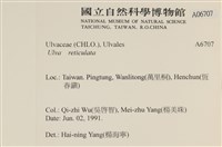 網石蓴藏品圖，第2張