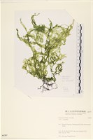 網石蓴藏品圖，第1張