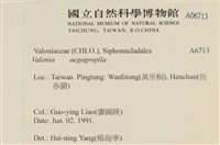 法囊藻藏品圖，第2張