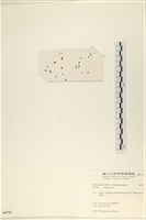 法囊藻藏品圖，第3張