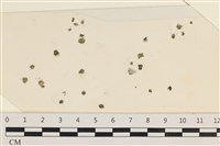 法囊藻藏品圖，第1張