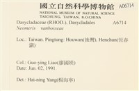 范氏蠕藻藏品圖，第2張
