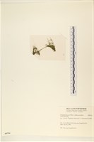 登錄號:A00006716藏品圖，第3張