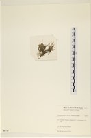 登錄號:A00006717藏品圖，第3張