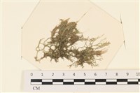 登錄號:A00006717藏品圖，第1張