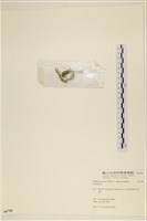 登錄號:A00006720藏品圖，第3張