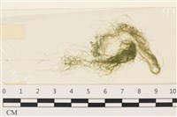 登錄號:A00006720藏品圖，第1張