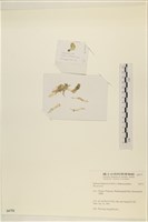 登錄號:A00006721藏品圖，第3張