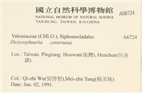 網球藻藏品圖，第2張