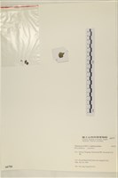 網球藻藏品圖，第3張